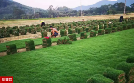 种草皮赚钱吗？种草皮价格一平米多少钱？