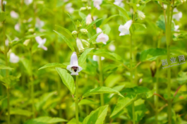 芝麻叶回收赚钱吗？芝麻叶用途与功效