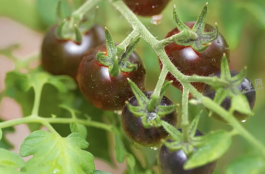 种植黑番茄利润怎样？黑番茄种植时间和方法